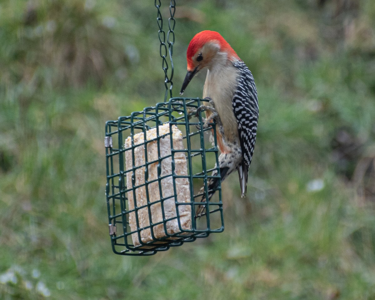 Red-bellied Woodpecker - ML522291561