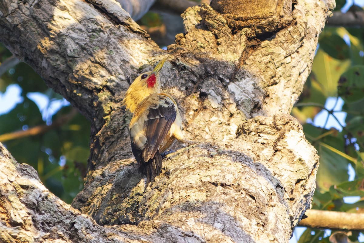 Cream-colored Woodpecker - Marco Silva