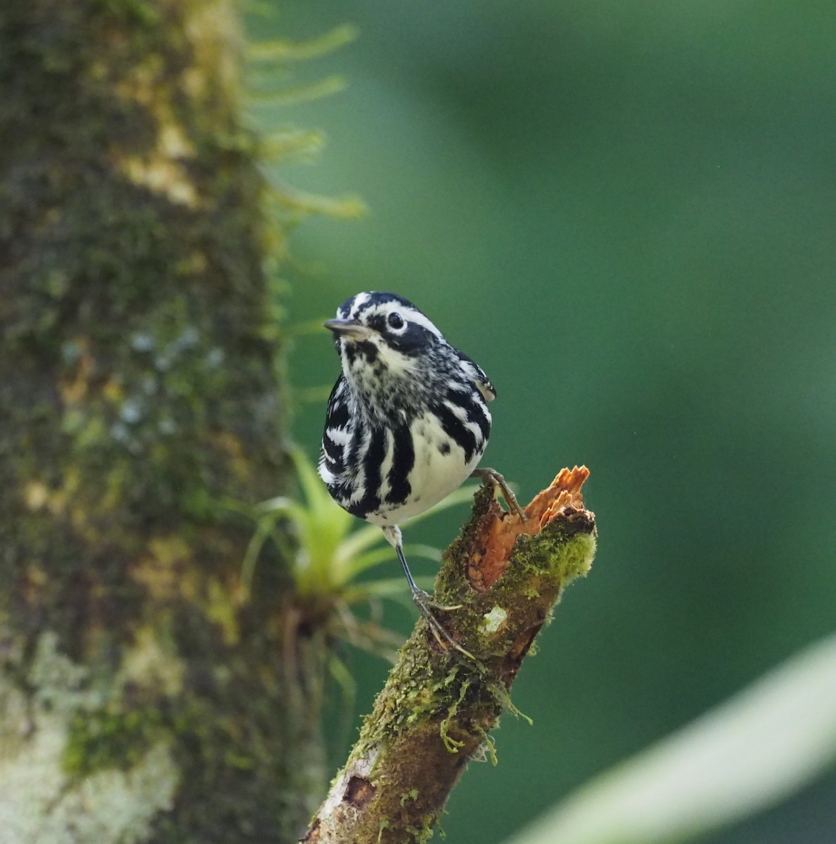 Black-and-white Warbler - ML52229521