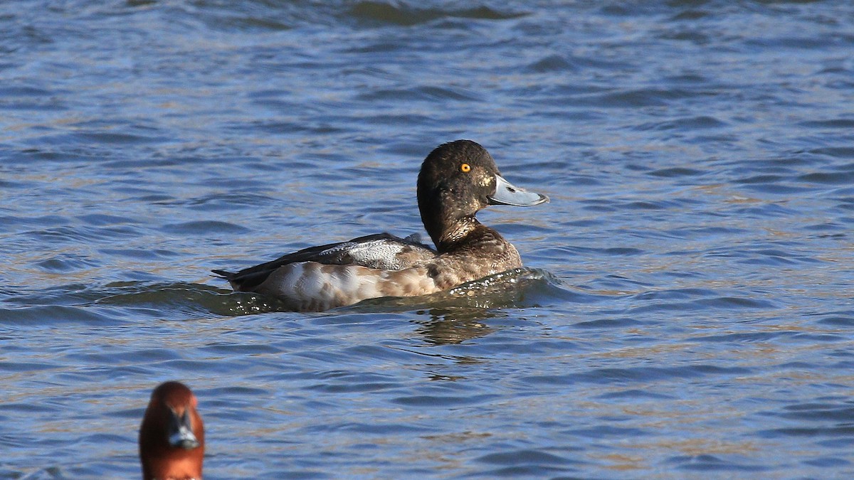 Greater Scaup - ML522296671