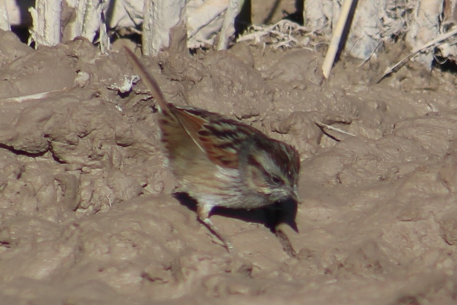 Swamp Sparrow - ML522297151