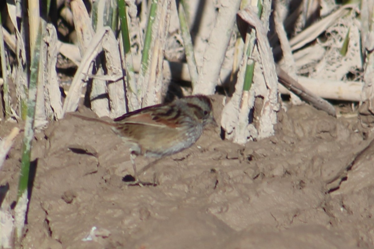 Swamp Sparrow - ML522297161