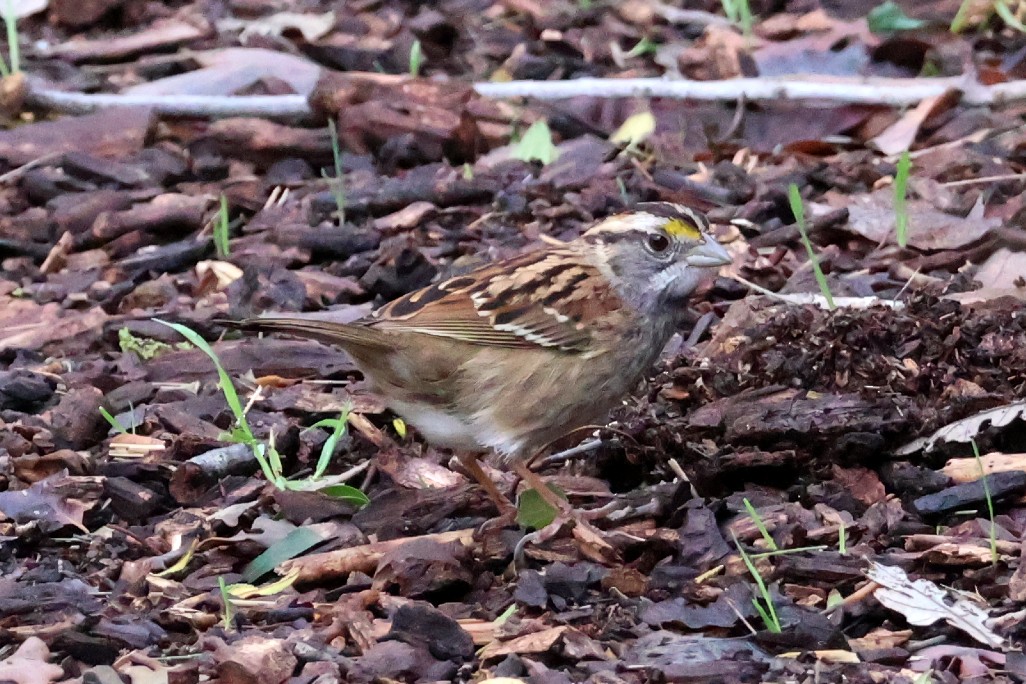 White-throated Sparrow - ML522299181