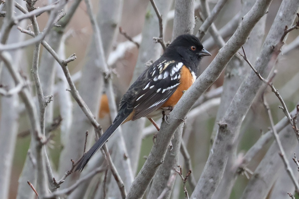 Spotted Towhee - ML522299231
