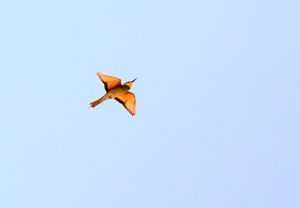 European Bee-eater - ML522299781
