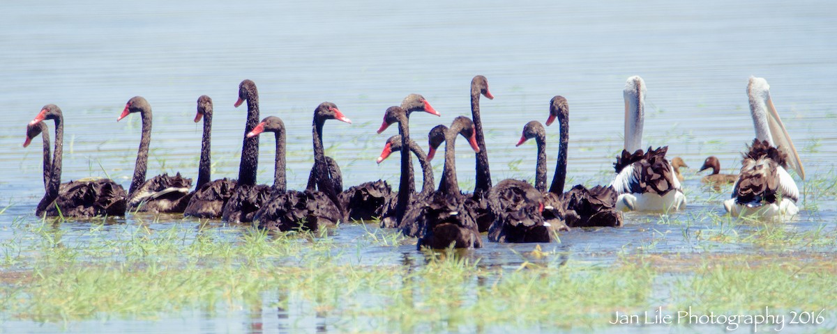 Black Swan - Jan Lile