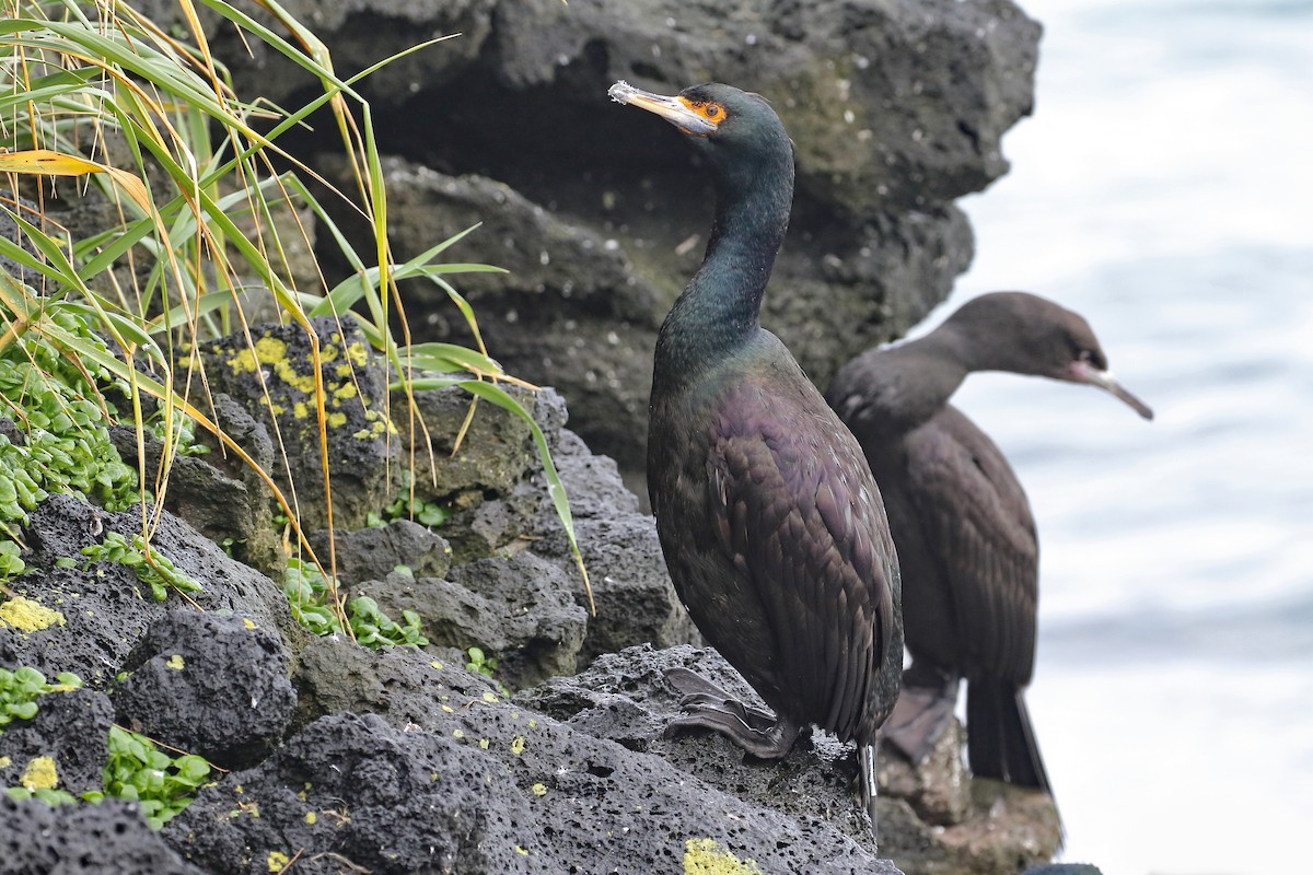 Red-faced Cormorant - ML522302971