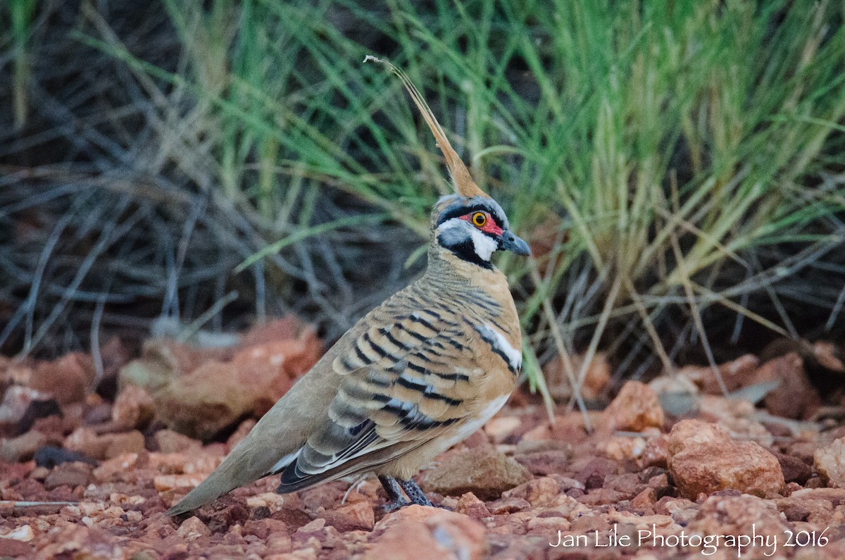 Spinifex Pigeon - ML52230321