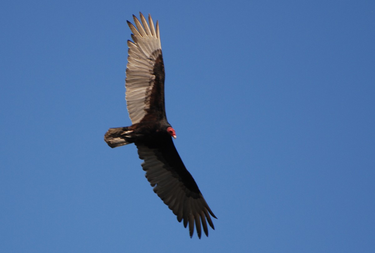 Turkey Vulture - ML522305561