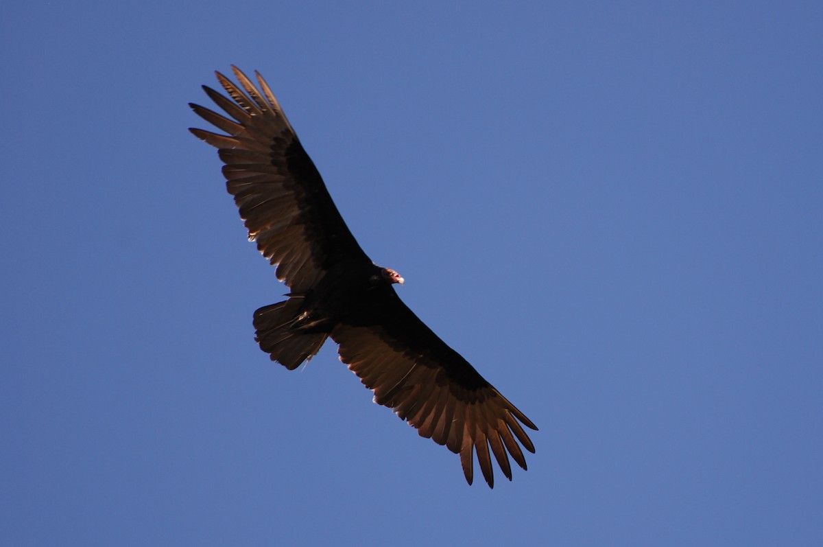 Turkey Vulture - ML522305571