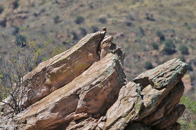 Bird in its habitat;<em> </em>Arizona, United States. - Canyon Wren - 
