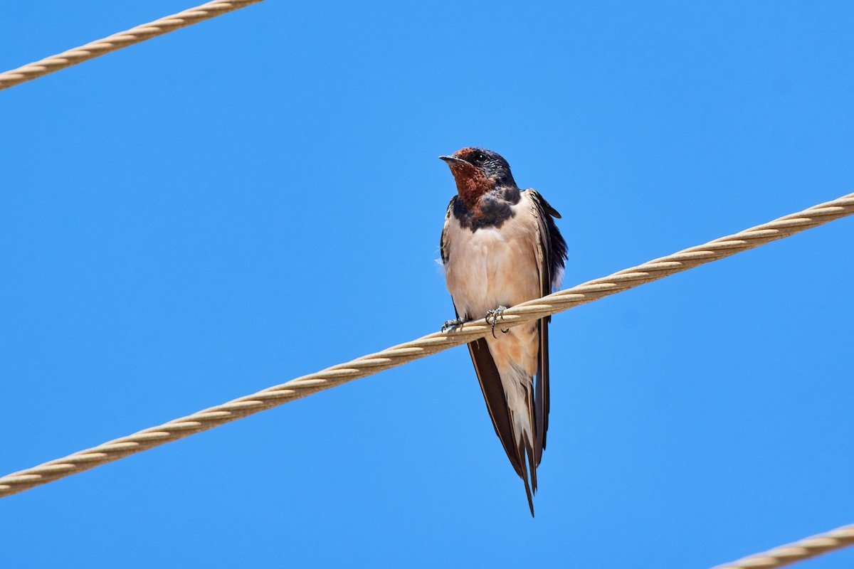 Barn Swallow (White-bellied) - ML522313251
