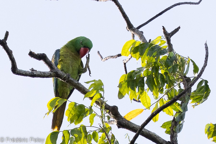 Great-billed Parrot - ML522313291