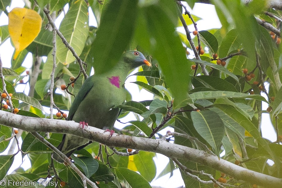 Claret-breasted Fruit-Dove - ML522320921