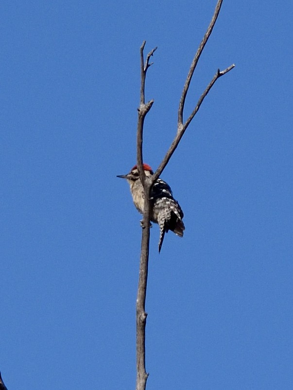 Ladder-backed Woodpecker - ML522321181