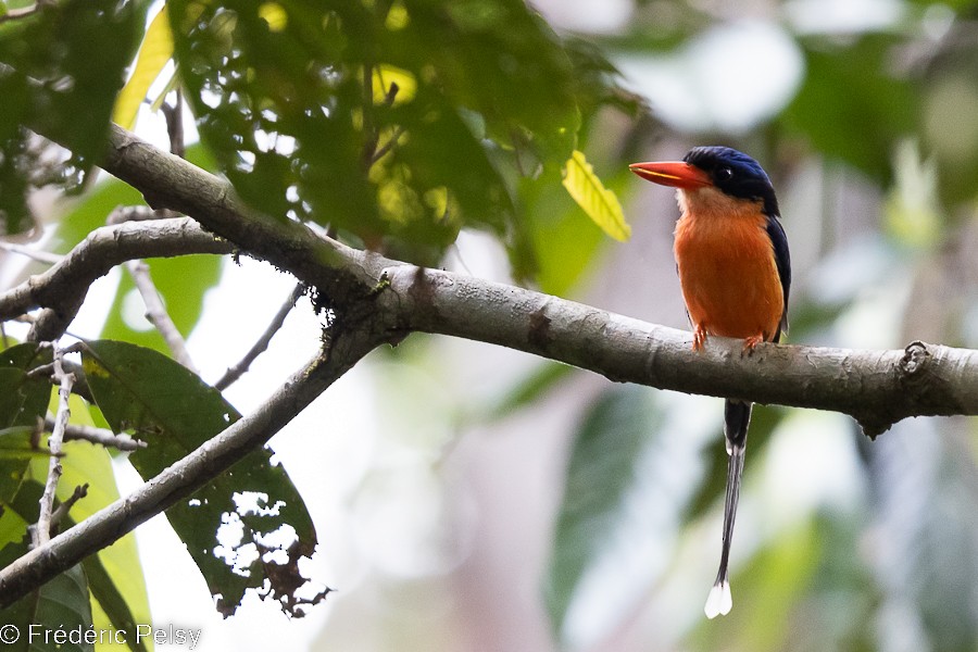 Red-breasted Paradise-Kingfisher - ML522323391