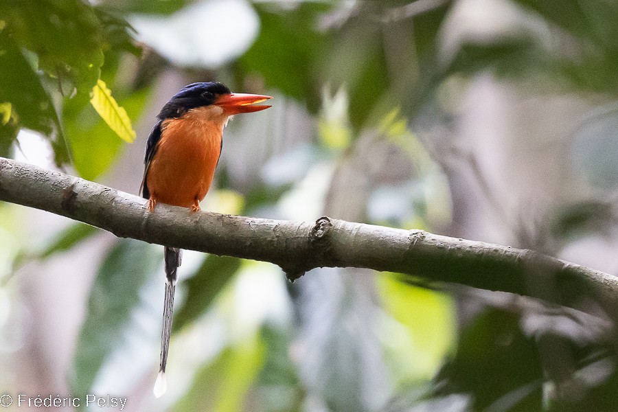 Red-breasted Paradise-Kingfisher - ML522323401