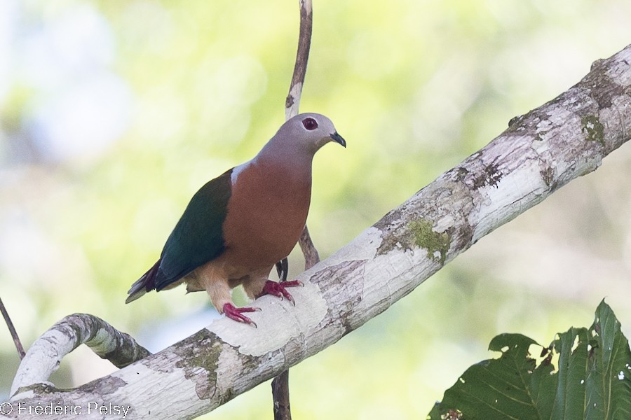 Purple-tailed Imperial-Pigeon - ML522325931