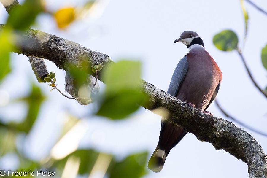 Collared Imperial-Pigeon - ML522326571