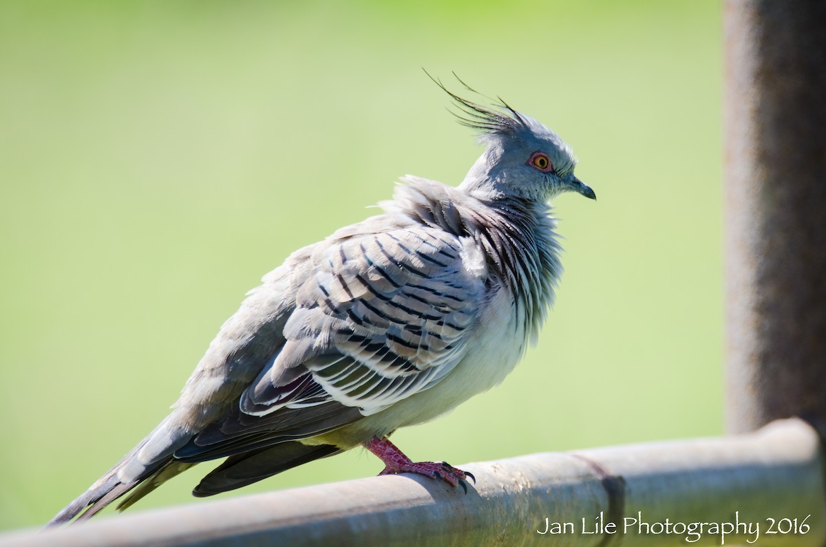 Crested Pigeon - ML52232991