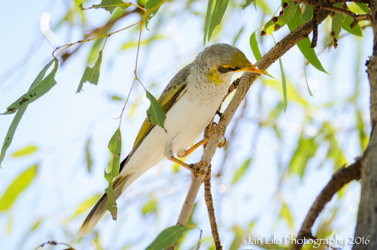 Yellow-throated Miner - Jan Lile