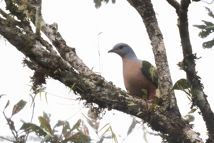 Rufescent Imperial-Pigeon - ML522330521