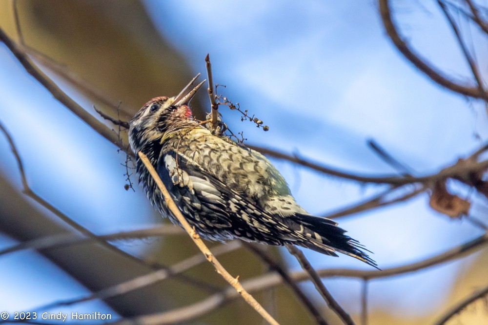 eBird Checklist 9 Jan 2023 Stumpy Lake Natural Area 16 species