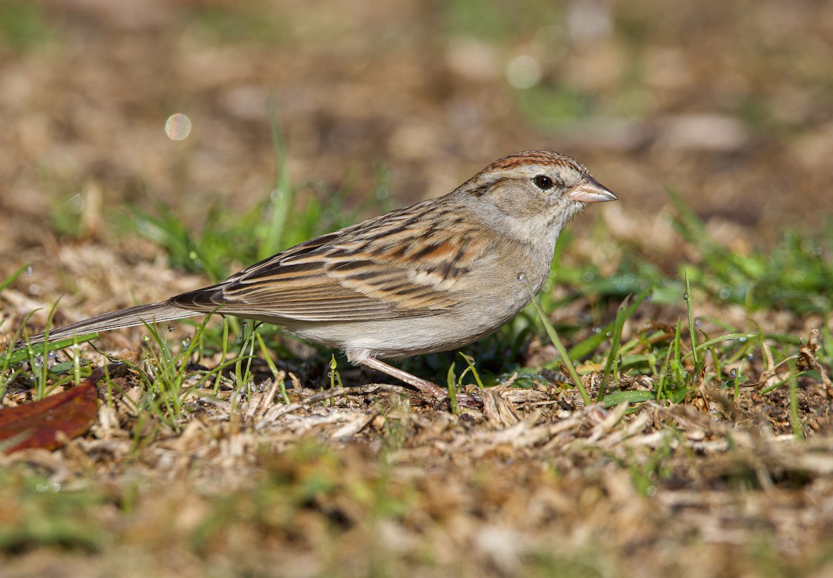 Chipping Sparrow - Braxton Landsman