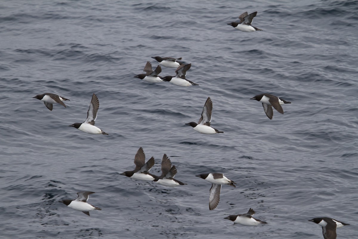 Thick-billed Murre - ML522332881