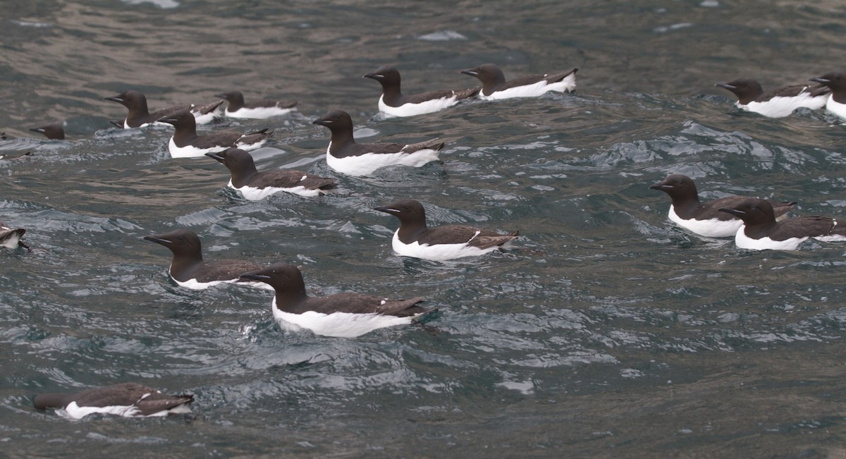 Thick-billed Murre - ML522332891