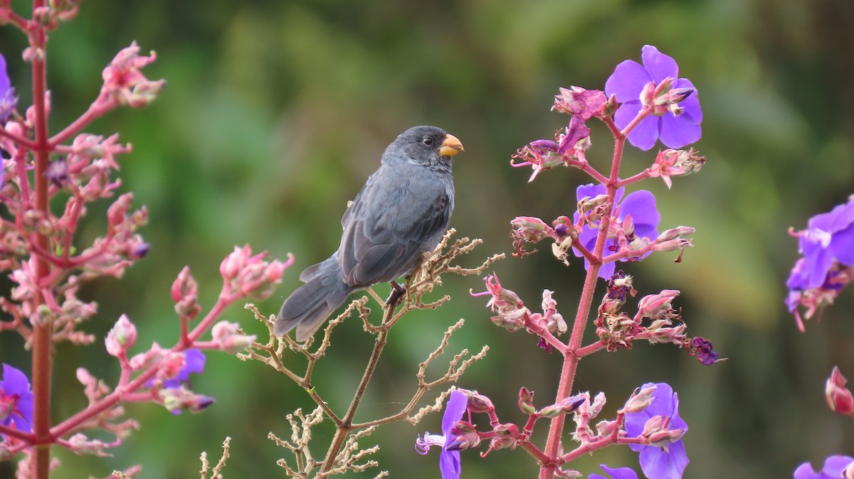 Gray Seedeater - ML522335541