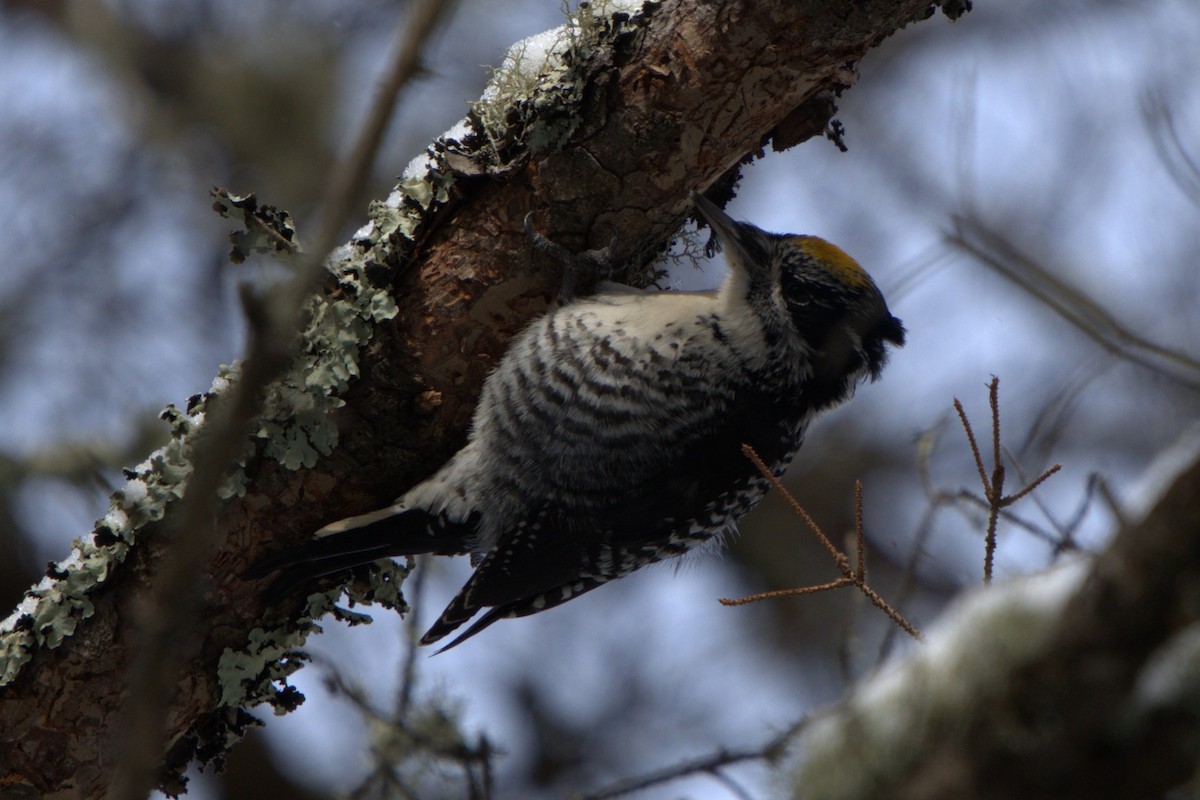 American Three-toed Woodpecker - Leo Stucky