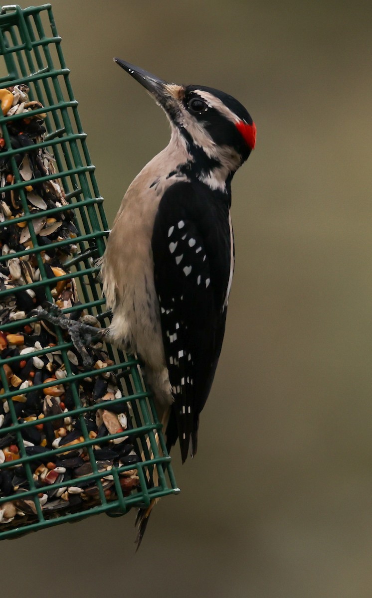 Hairy Woodpecker (Pacific) - ML522337321