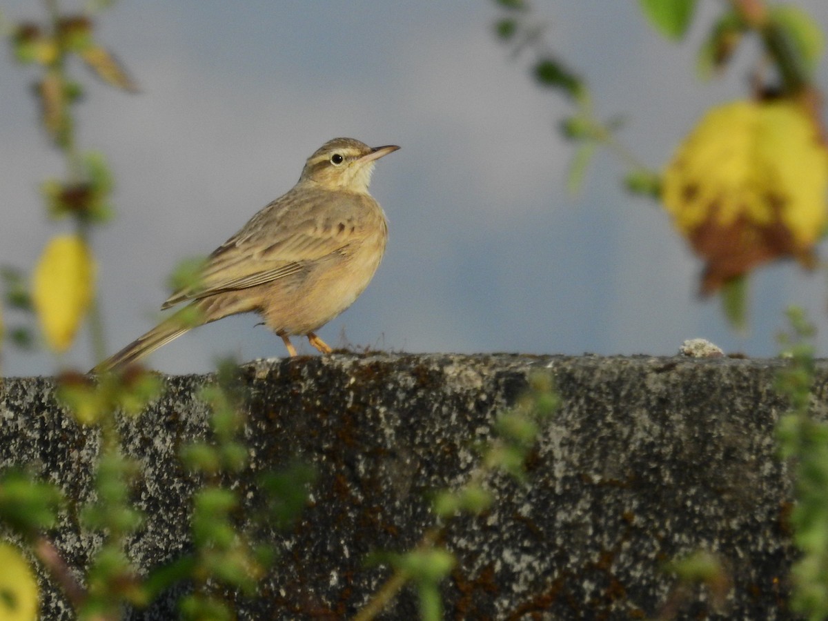 Long-billed Pipit (Indian) - ML52233821