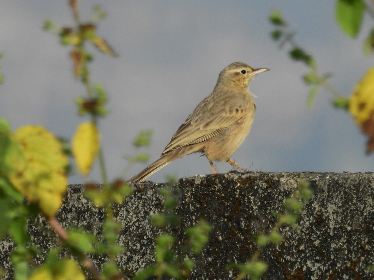 Long-billed Pipit (Indian) - ML52233831