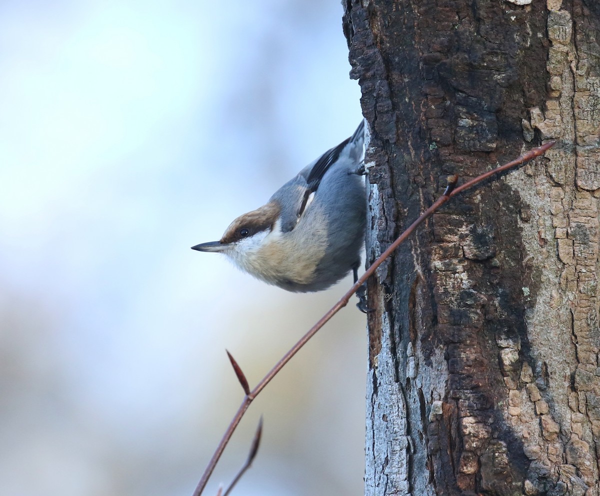 Brown-headed Nuthatch - ML522339011