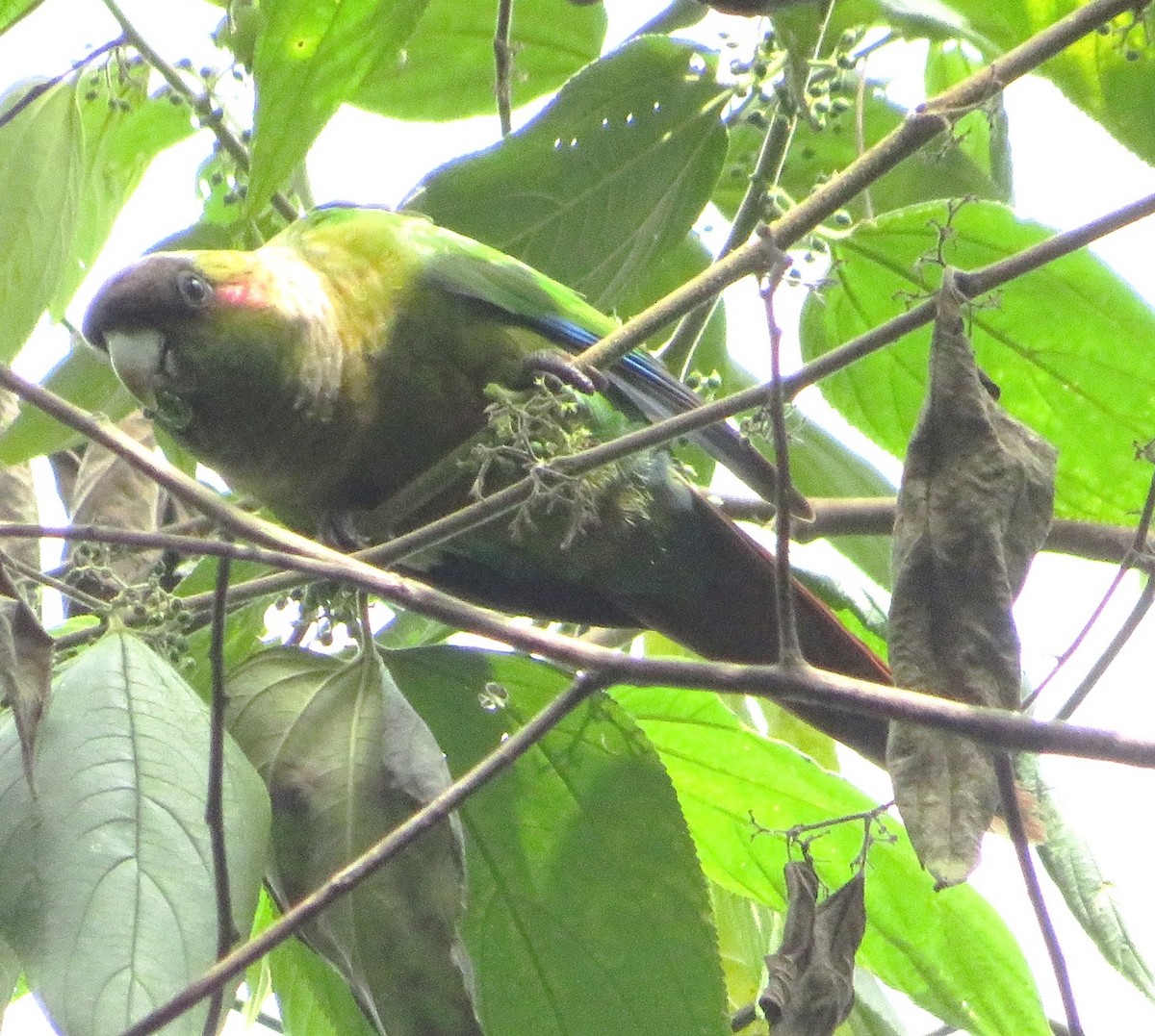 Red-eared Parakeet - Alfredo Correa