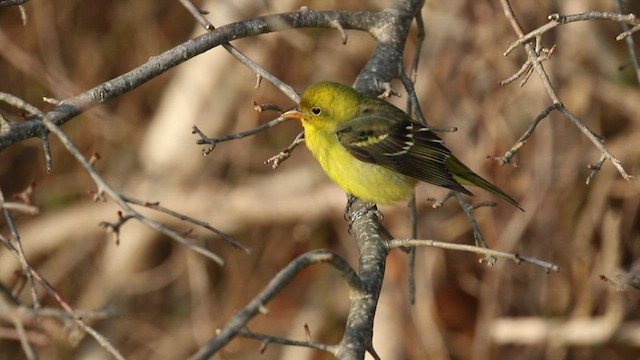 Western Tanager - ML522339721