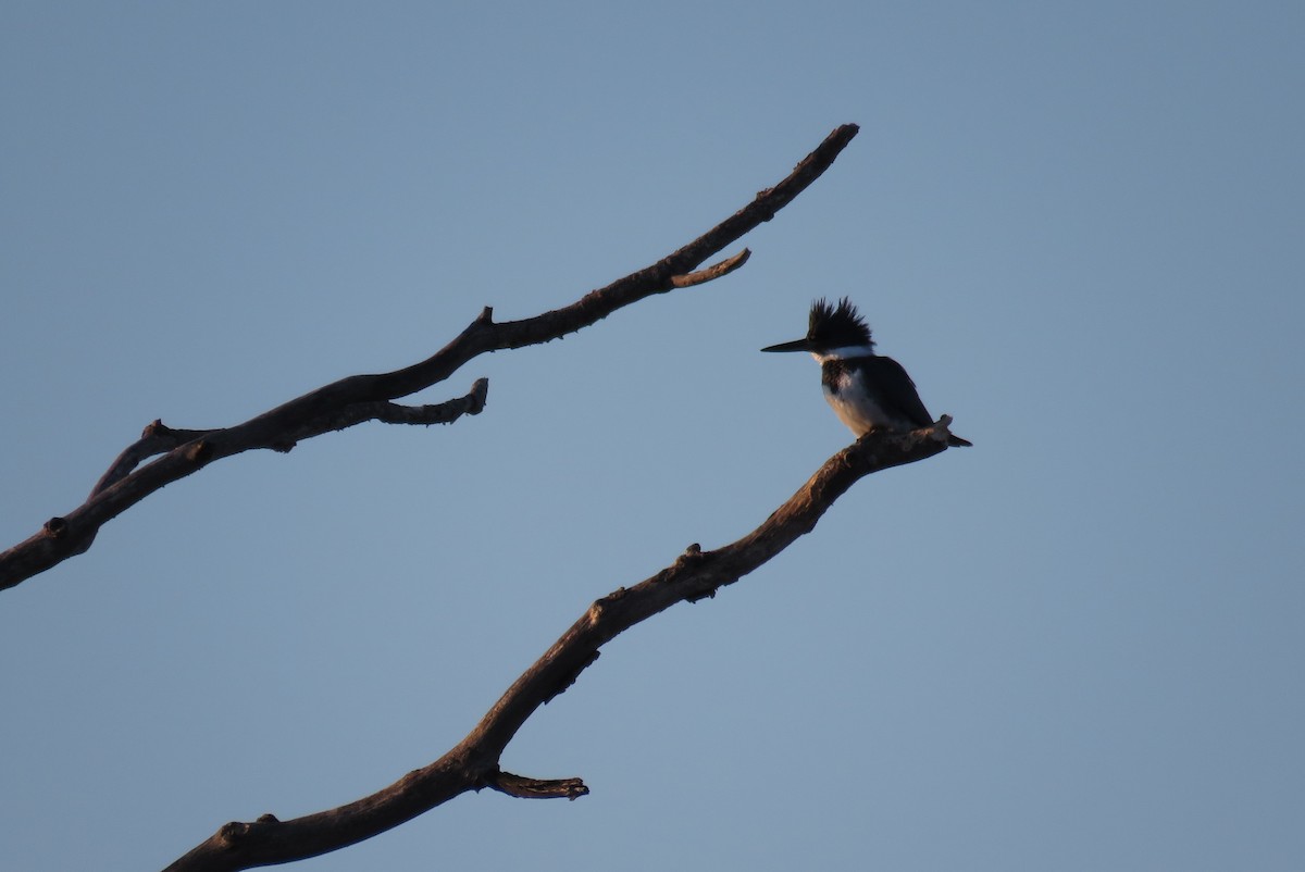 Belted Kingfisher - ML522341871
