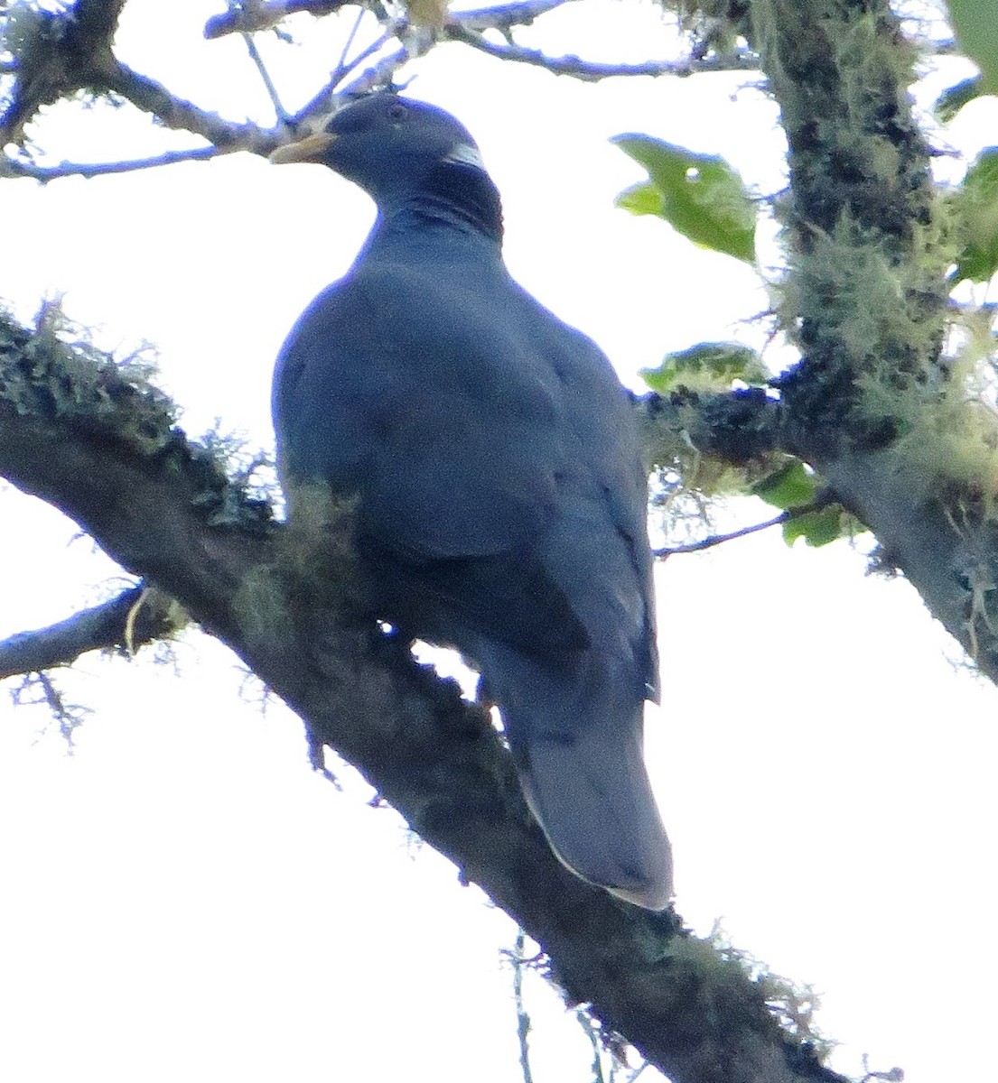 Band-tailed Pigeon - Alfredo Correa