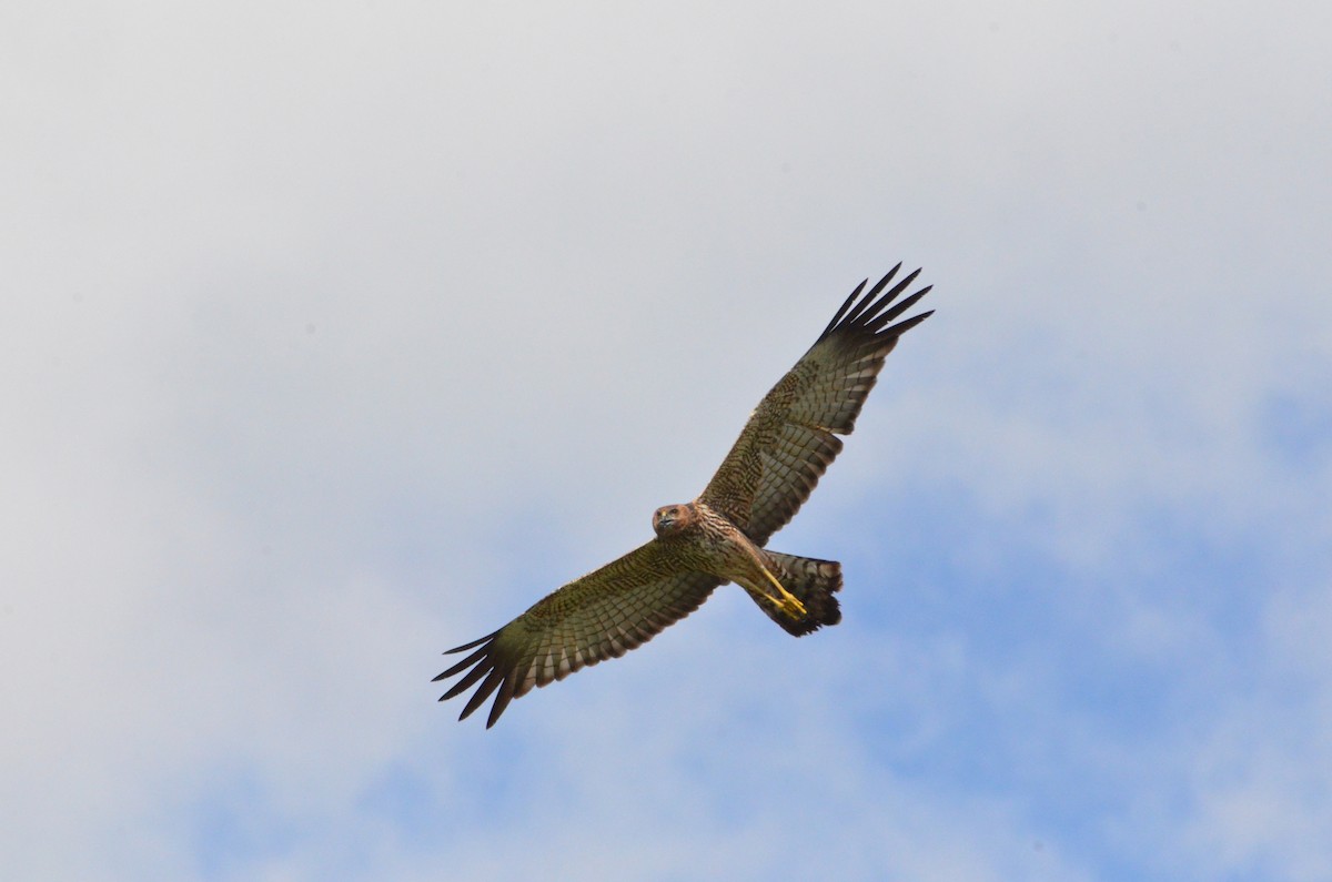 Spotted Harrier - ML52234371