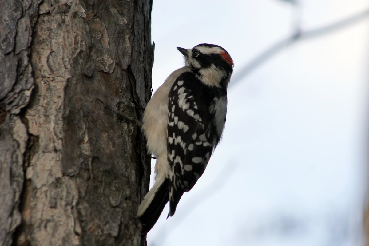 Downy Woodpecker - ML522345321