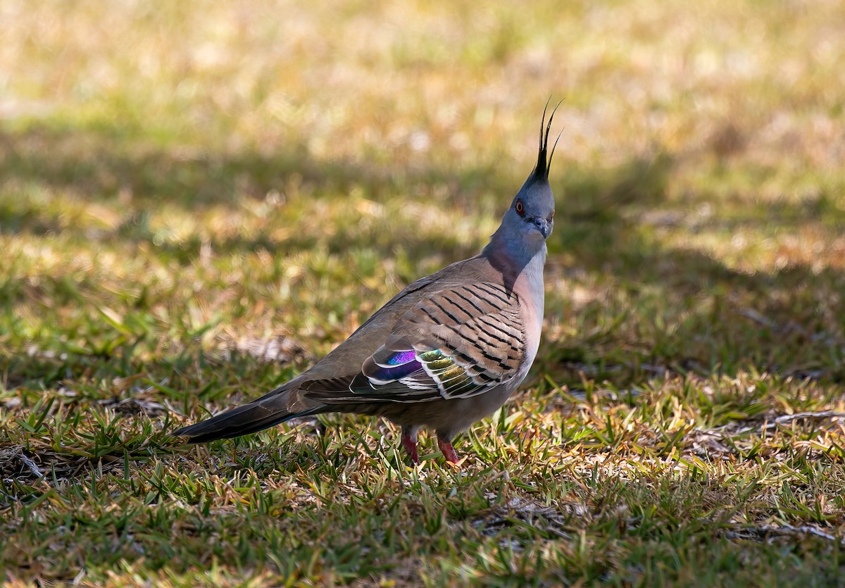 Crested Pigeon - ML522348611