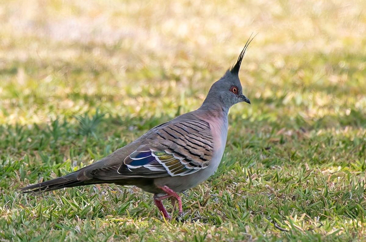 Crested Pigeon - ML522348621