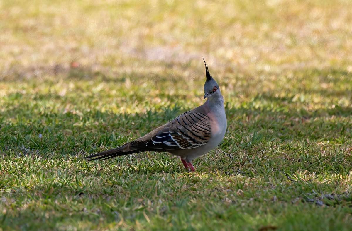 Crested Pigeon - ML522348671