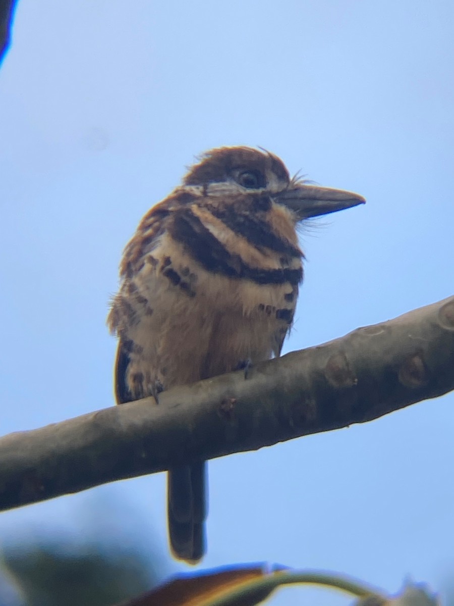 Two-banded Puffbird - ML522350221