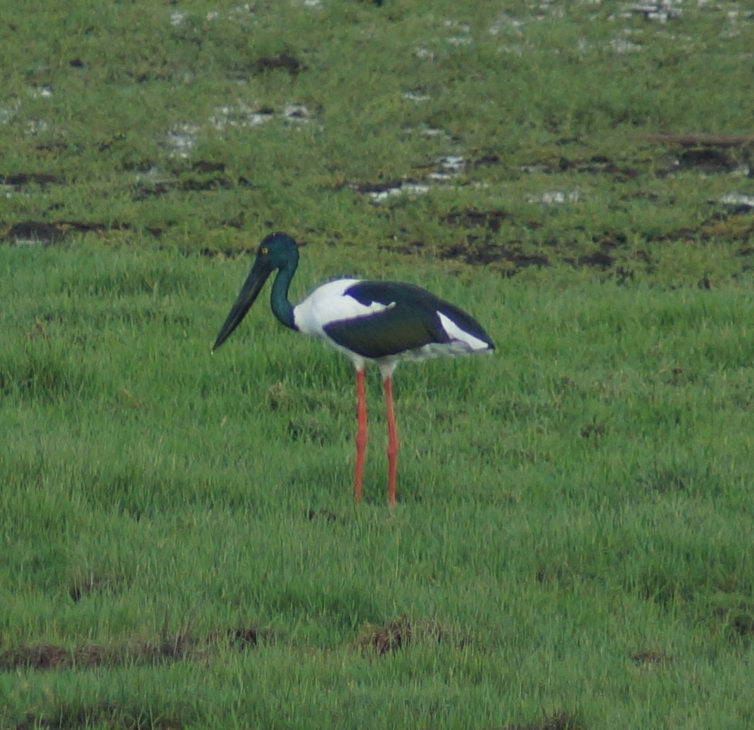 Black-necked Stork - ML52235451