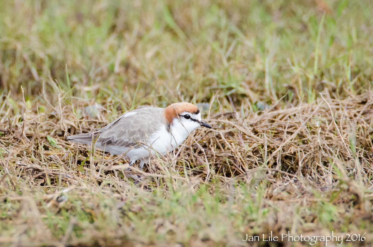 Red-capped Plover - Jan Lile