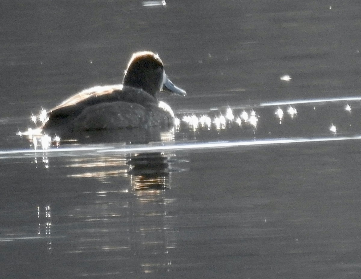 Greater Scaup - ML522355571