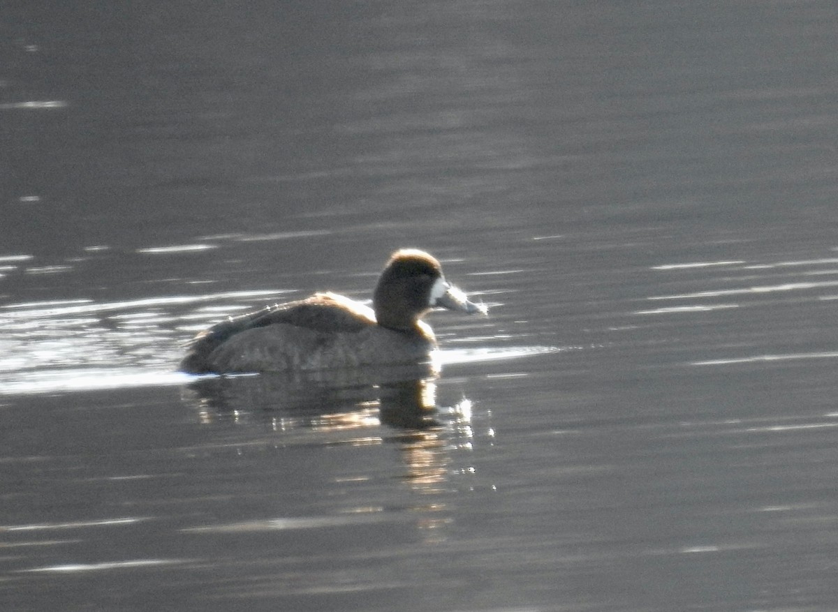 Greater Scaup - ML522355591